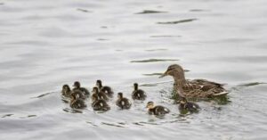 Hypnose hilft Ihnen Ihren Kinderwunsch zu erfüllen