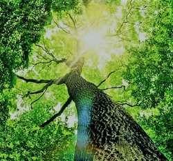 Krebserkrankung Hypnose Frankfurt